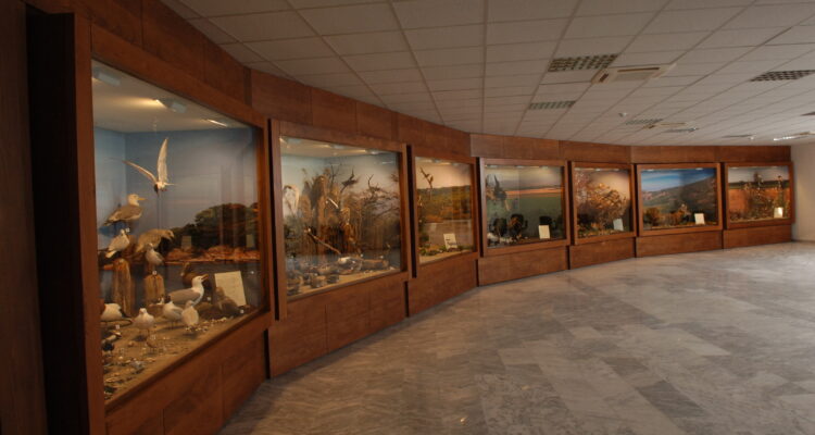 Natural History Museum of Serres